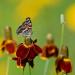 Bee On Mexican Hat Flowers