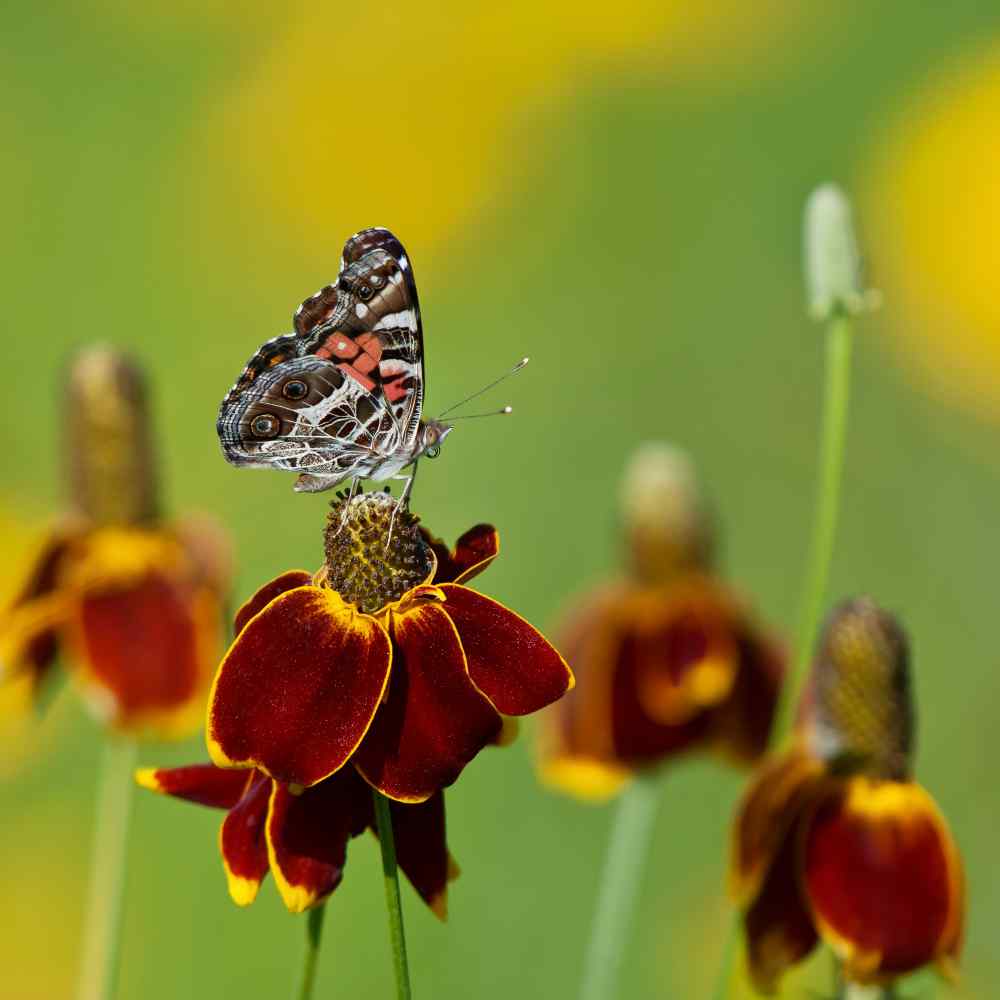 Ratibida Seeds | Mexican Hat