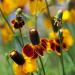 Mexican Hat Pollinating Flowers