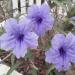 Mexican Petunia Blue Flowers