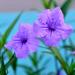 Southern Star Mexican Petunia Blue