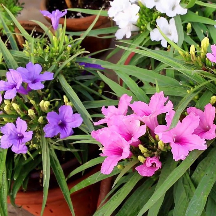 Mexican Petunia Seeds Mix Dwarf Ruellia Ground Cover