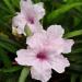 Mexican Petunia Pink