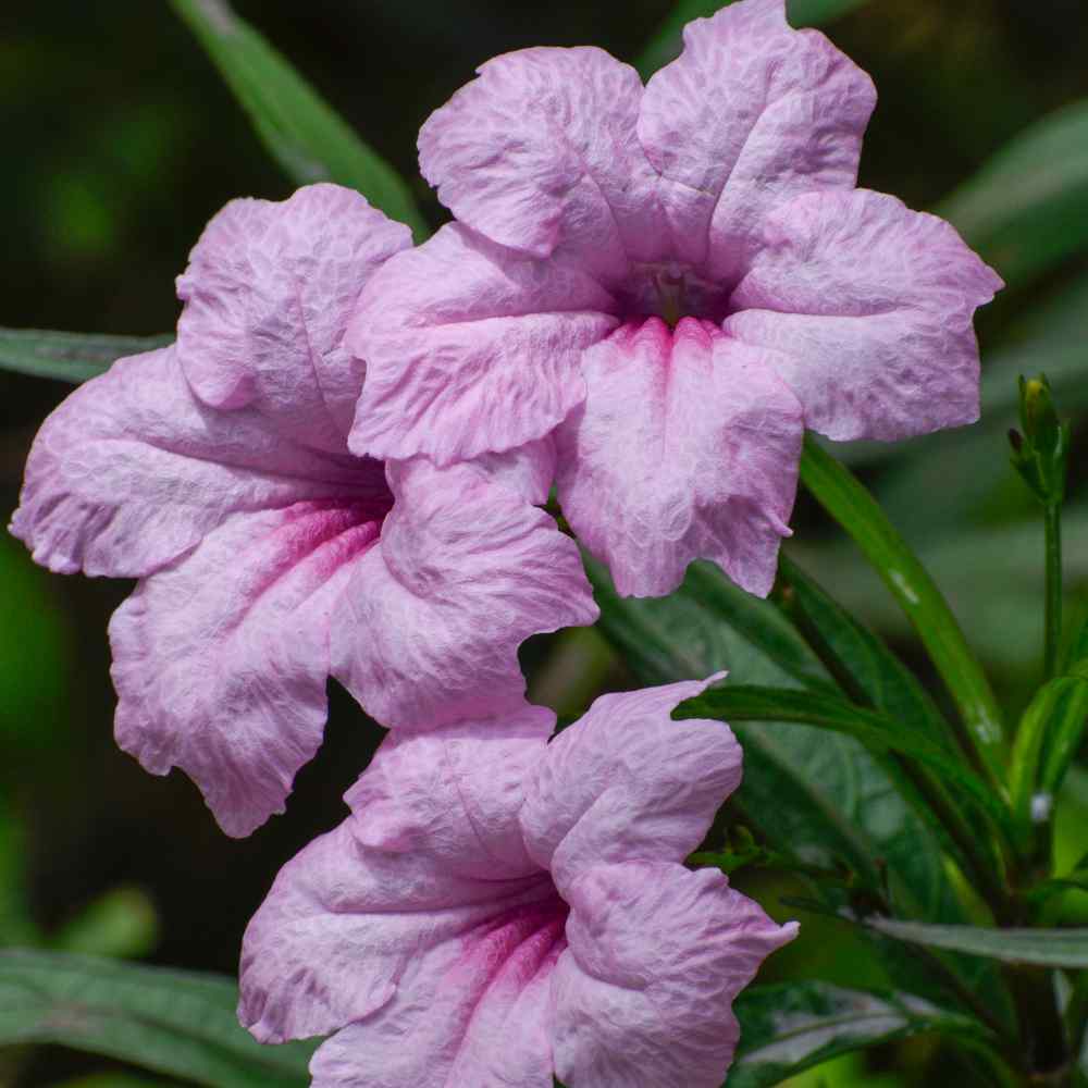 The Mexican Petunia Is...