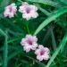 Perennial Mexican Petunia Pink