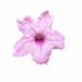 Ruellia Brittoniana Southern Star Pink