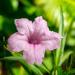 Southern Star Mexican Petunia Pink