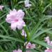 Mexican Petunia Pink Flowering Plants