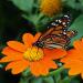 Mexican Sunflower Orange Flowering Vine