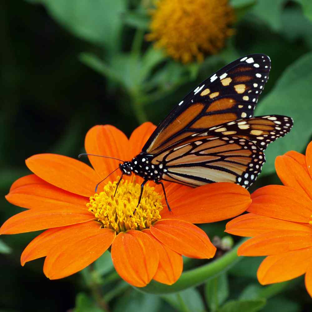 Mexican Sunflower Orange