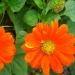 Mexican Sunflower Plant