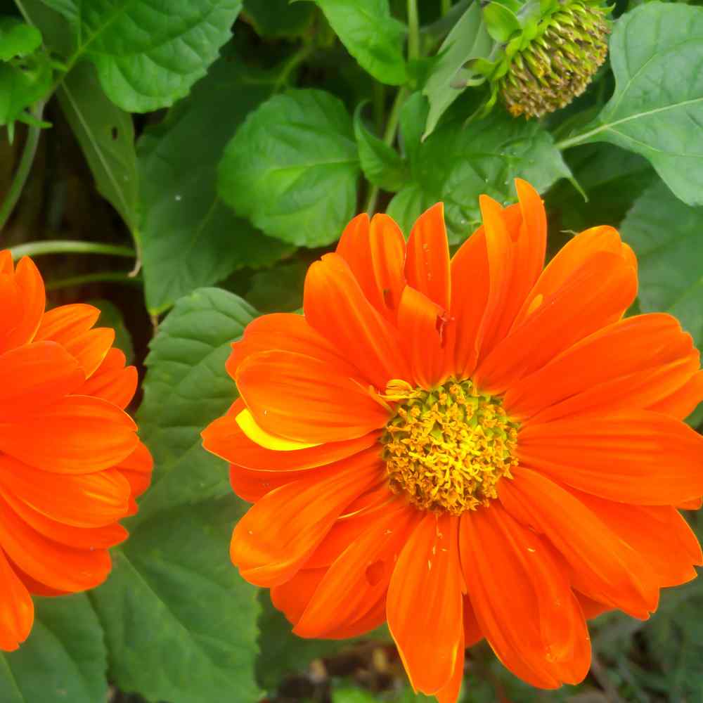 Mexican Sunflower Seeds   Orange