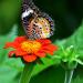 Mexican Sunflowers