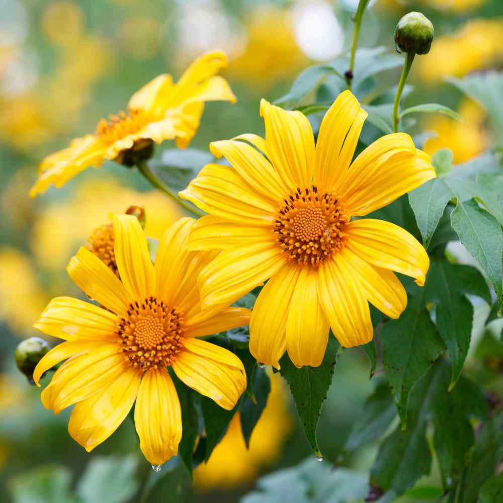 Yellow Mexican Sunflower Ubicaciondepersonas cdmx gob mx