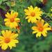 Tithonia Yellow Torch Cut Flowers