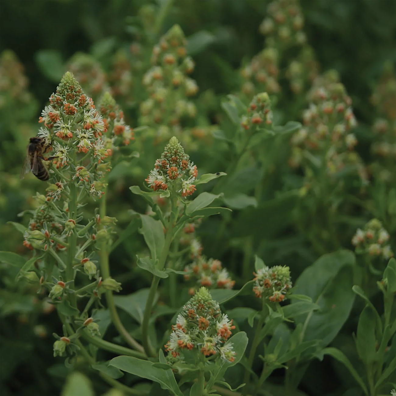 Mignonette Ameliorata Flowers