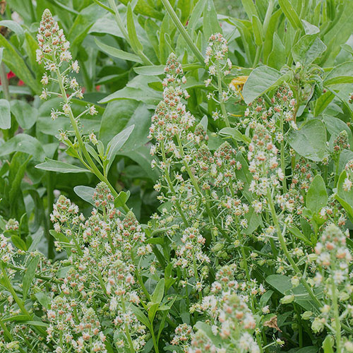 Reseda Odorata Indoor Flowers