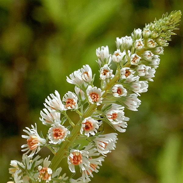 Reseda Odorata Scented Flowers