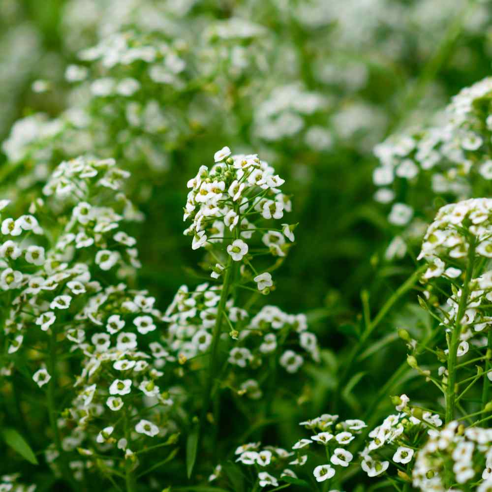 Flower Reseda Odorata Mignonette Rare 300 seeds 