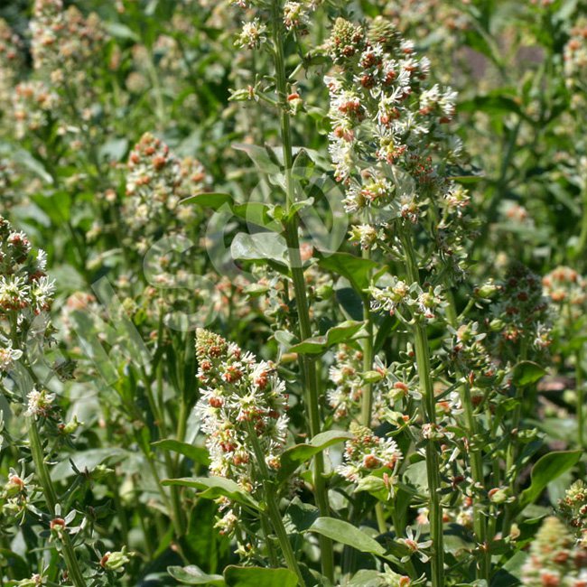 Reseda Odorata Machet