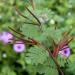 Mimosa Pudica