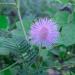 Mimosa Pudica Plants