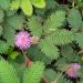 Sensitive Plant Seed