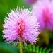 Mimosa Sensitive Plant