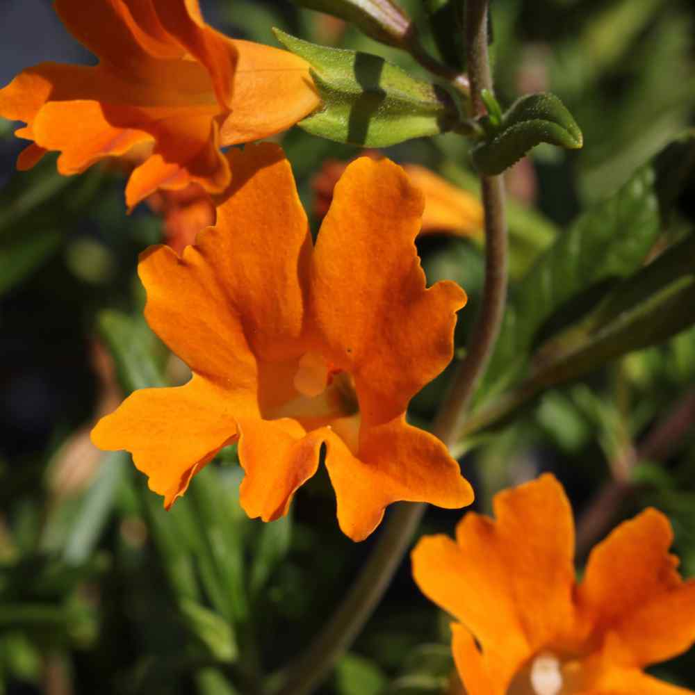 Mimulus Orange
