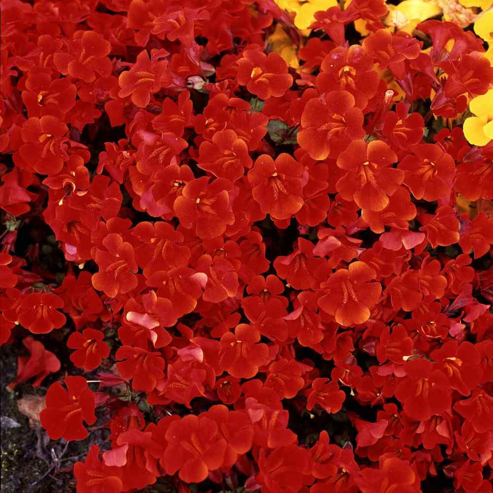 Mimulus Red