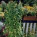 Mina Lobata In Planter Box