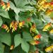 Firecracker Vine