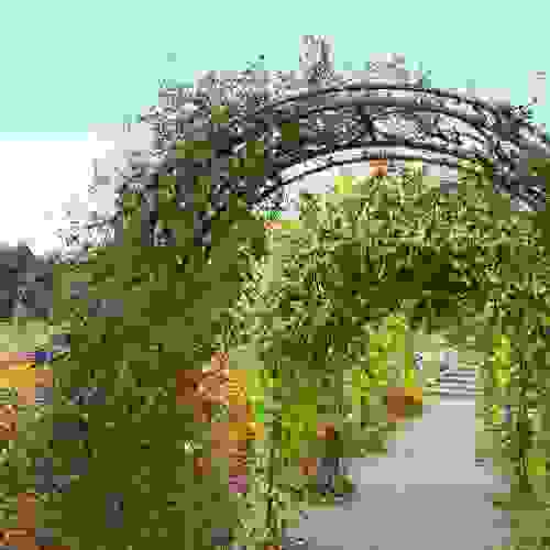 Firecracker Vine Growing On Arch