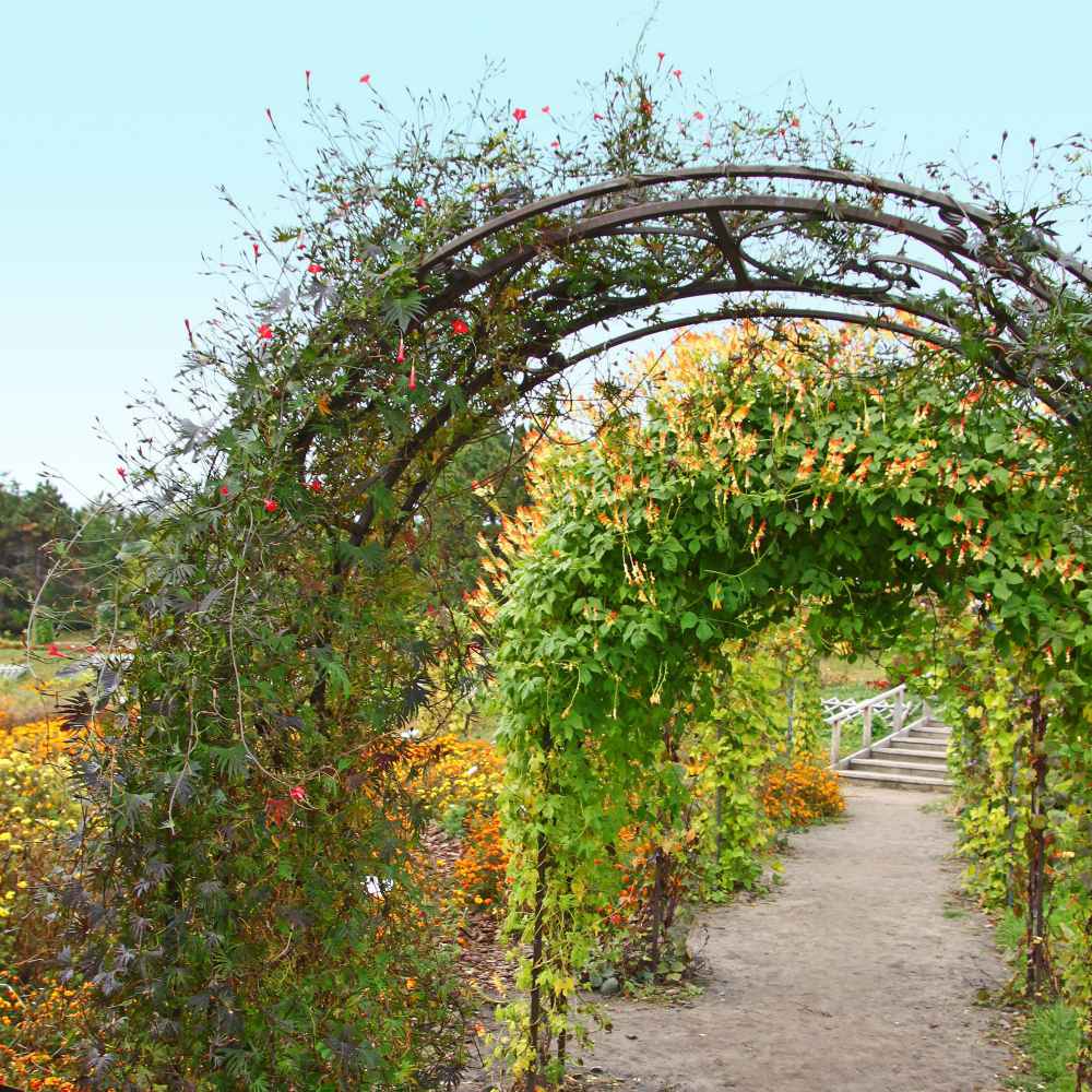 Firecracker Vine Growing On Arch