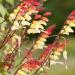 Mina Lobata Flowers