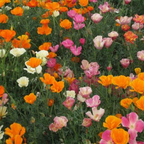 California Poppy Mission Bells