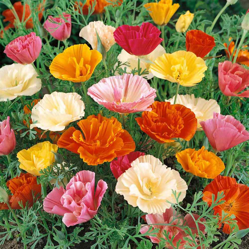 California Poppy Mission Bells