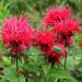 scarlet bee balm seeds