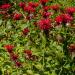 Scarlet Bee Balm Plants