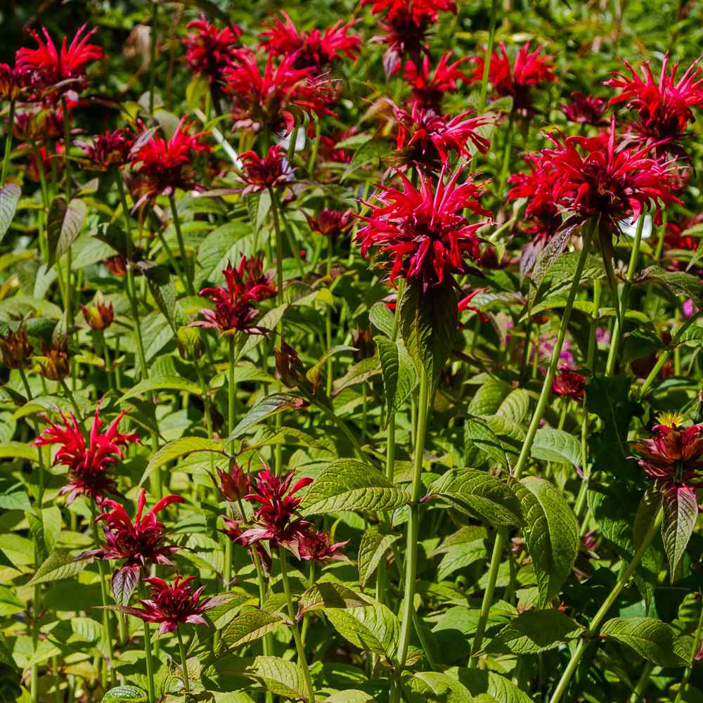 Top Guidelines Of Monarda Flower Seeds - Scarlet Bee Balm Seed
