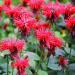 Bee Balm Red Flowers