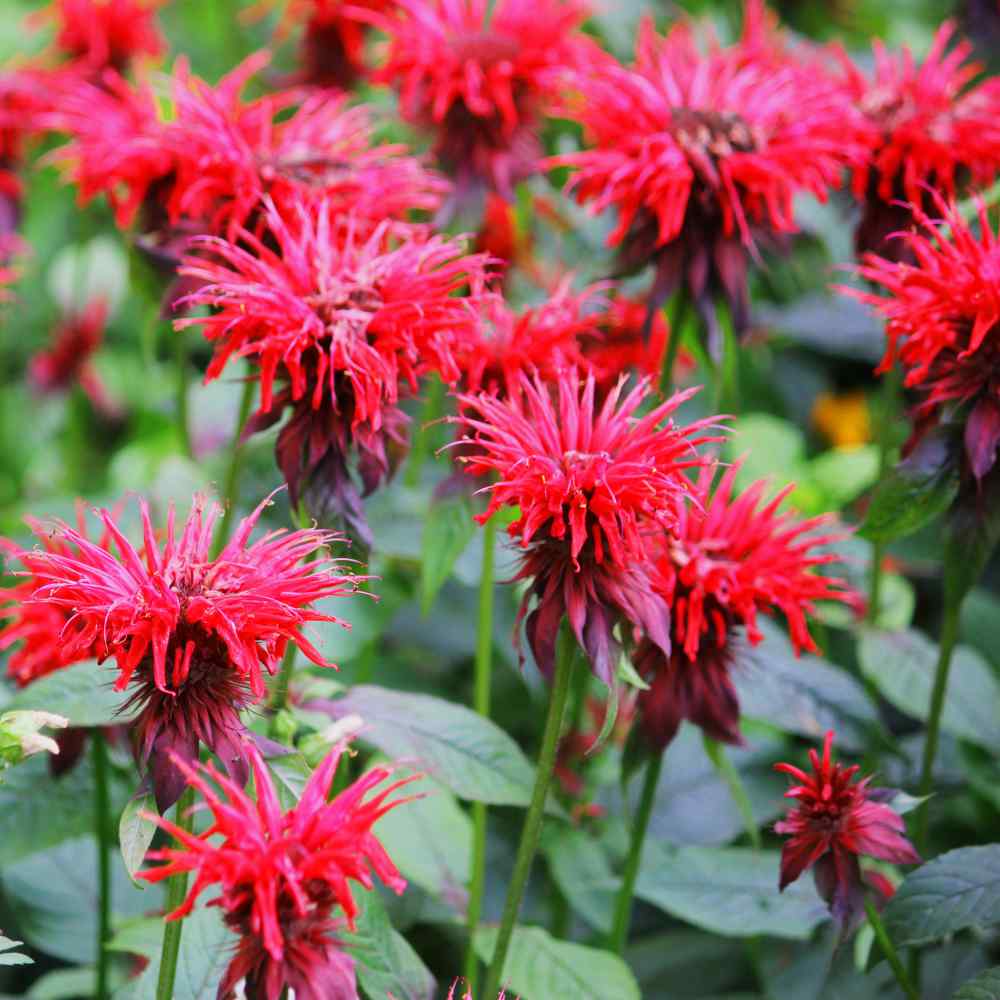 High-Quality Monarda Didyma Seeds Scene Collection High-Quality Monarda Didyma Seeds Scene Collection
