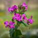 Violet Money Plant Flowers