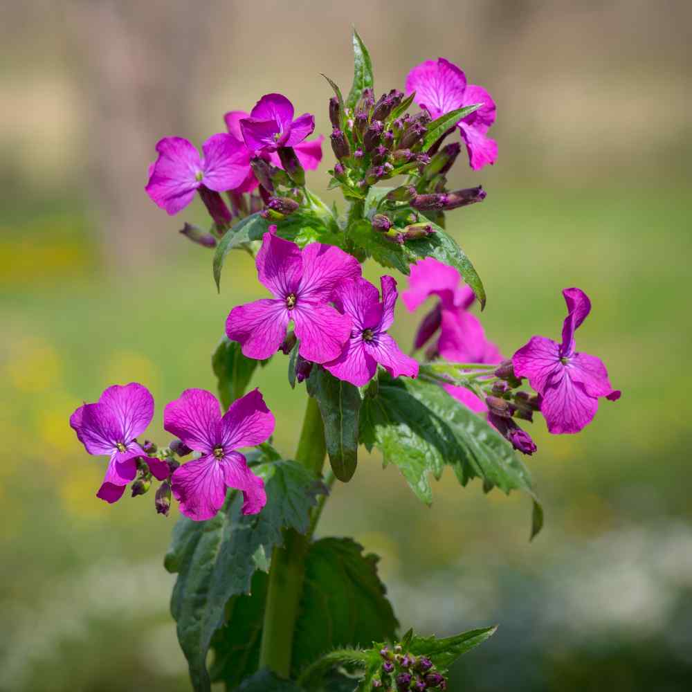 Violet Money Plant Flowers