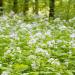 White Money Plant Flowers