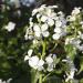 White Lunaria Biennis Plant