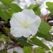 Moonflower Vine Seed