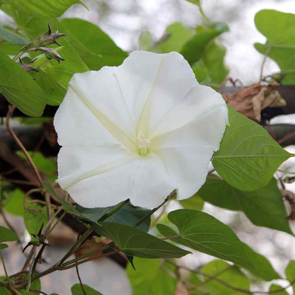 white moonflower