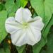 Moonflower Plants