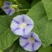 Morning Glory Caprice Flowering Vines